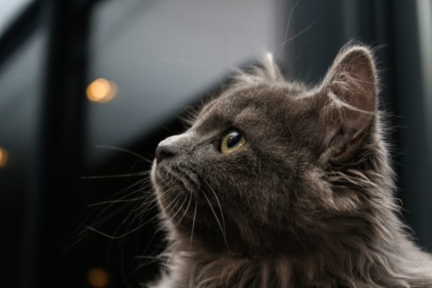 gray cat on blue background